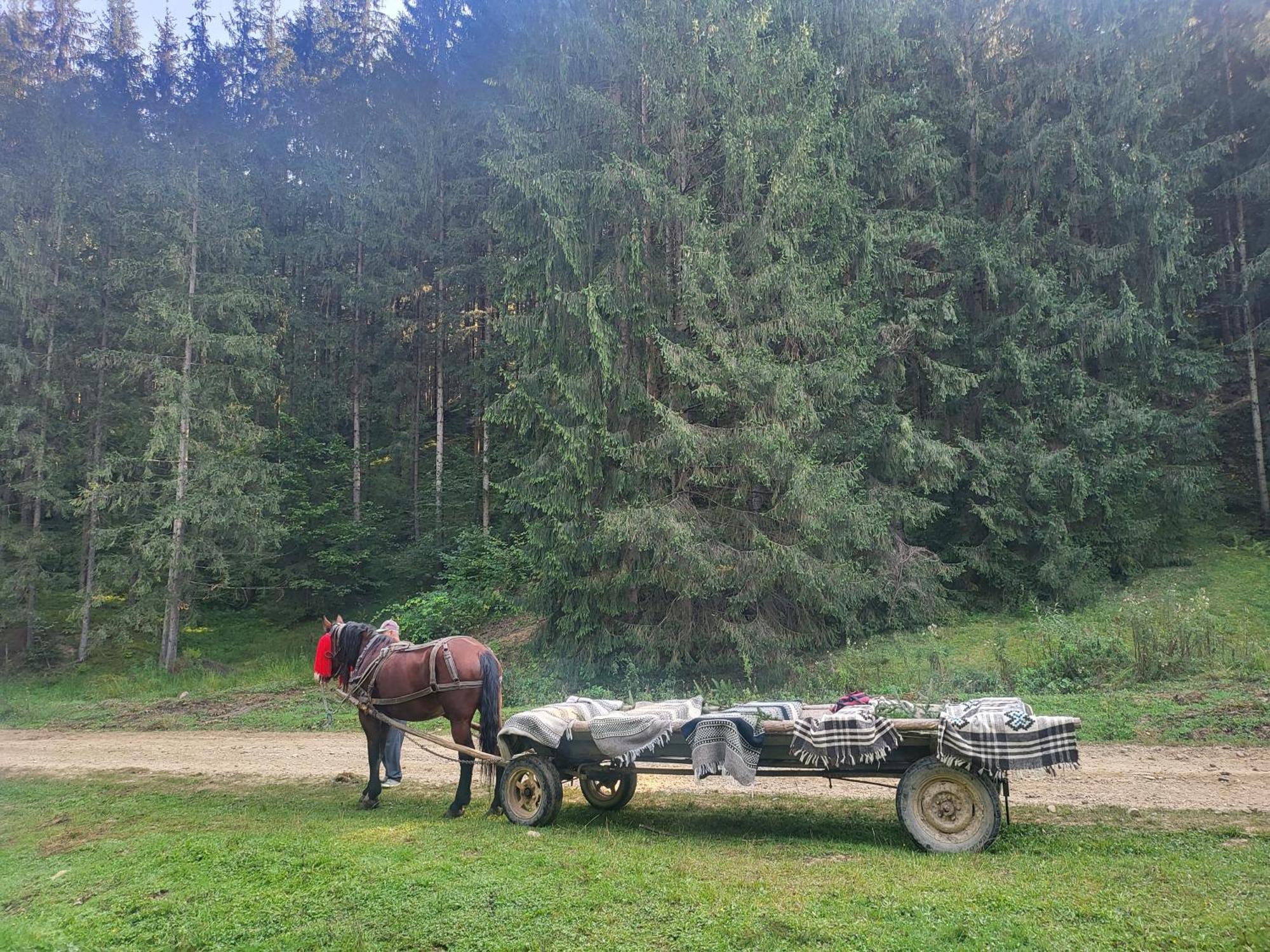 Soimii Bucovinei Residence Vatra Moldovitei Bagian luar foto